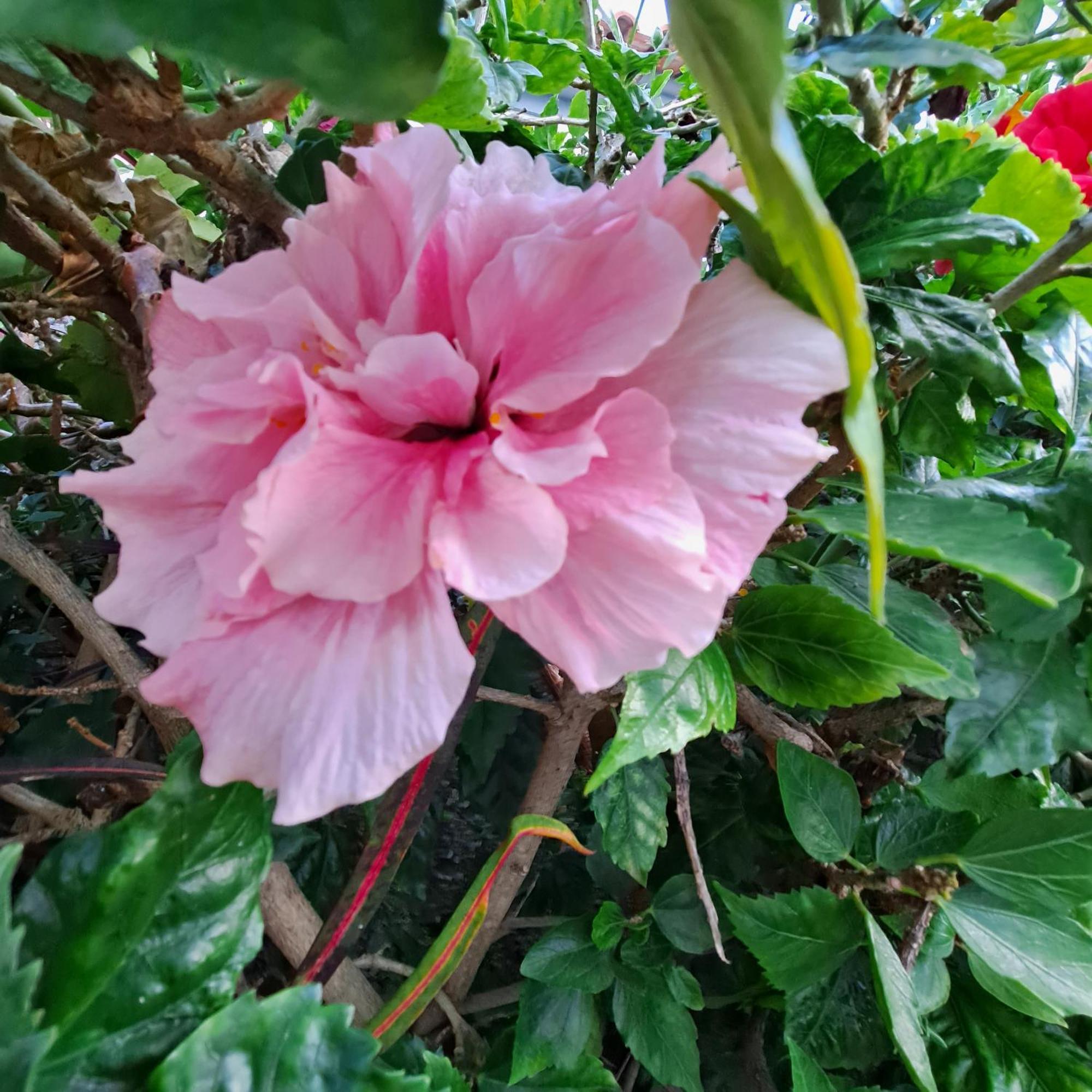 Chale Funchal - City View 外观 照片