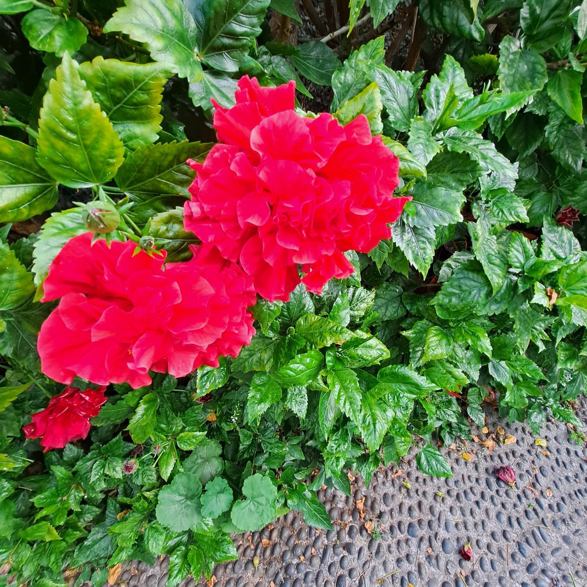 Chale Funchal - City View 外观 照片